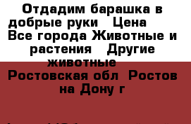 Отдадим барашка в добрые руки › Цена ­ 1 - Все города Животные и растения » Другие животные   . Ростовская обл.,Ростов-на-Дону г.